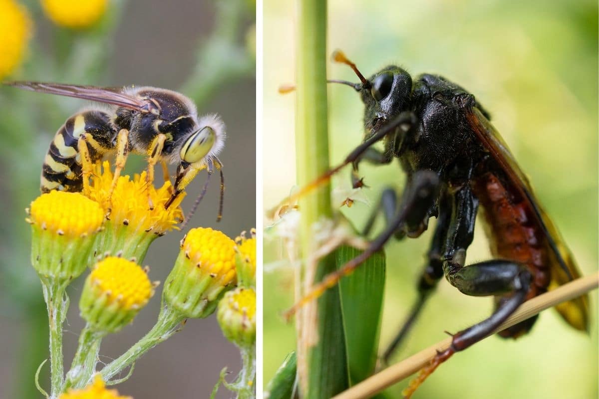 Keulhornblattwespen & Kreiselwespe