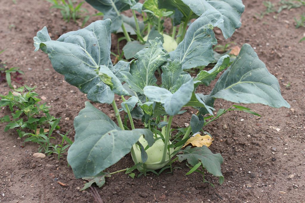 Kohlrabi (Brassica oleracea var. gongylodes)