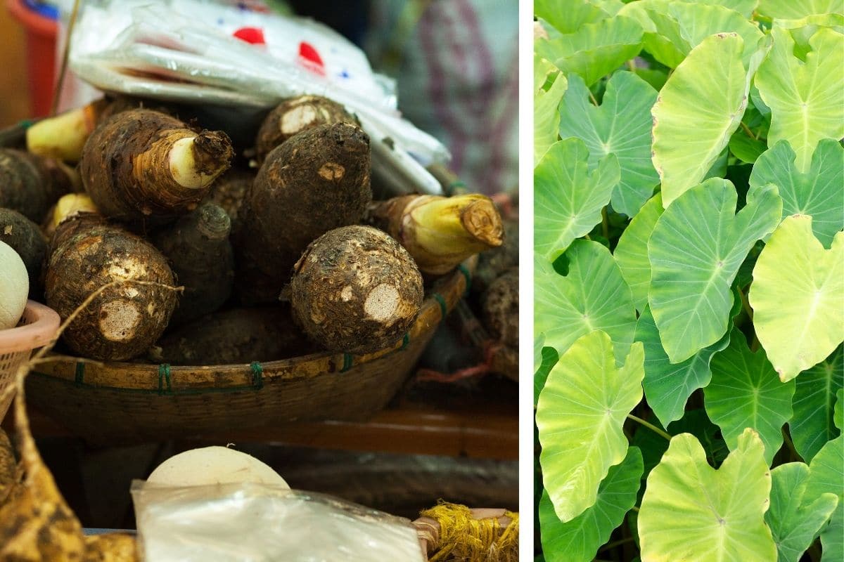 Kolokasie (Colocasia esculenta)