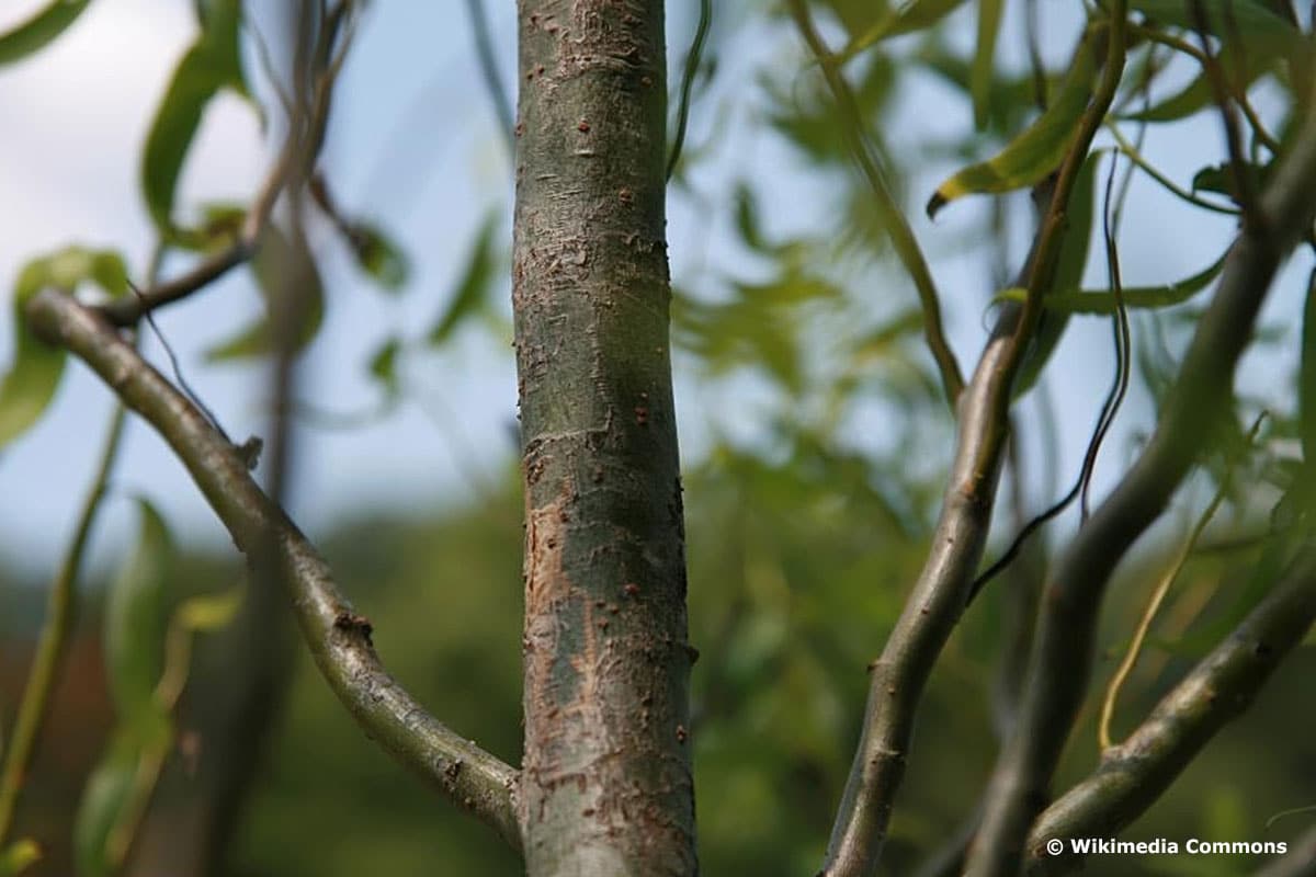 Korkenzieherweide (Salix matsudana 'Tortuosa')