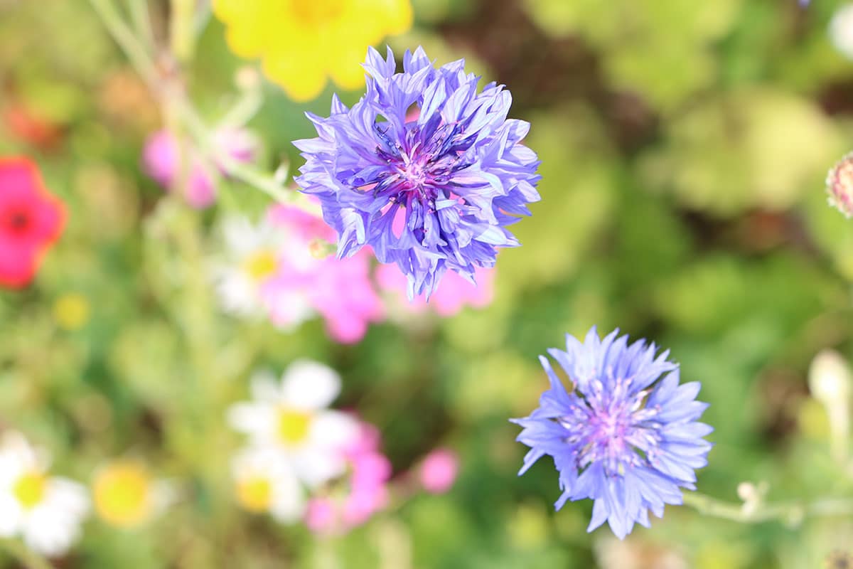 Kornblume (Cyanus segetum)