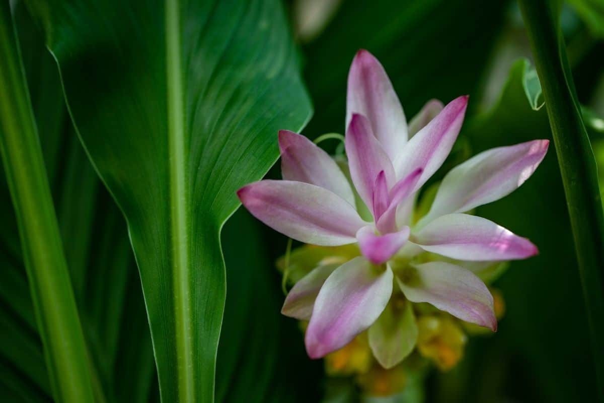 Kurkuma (Curcuma longa)