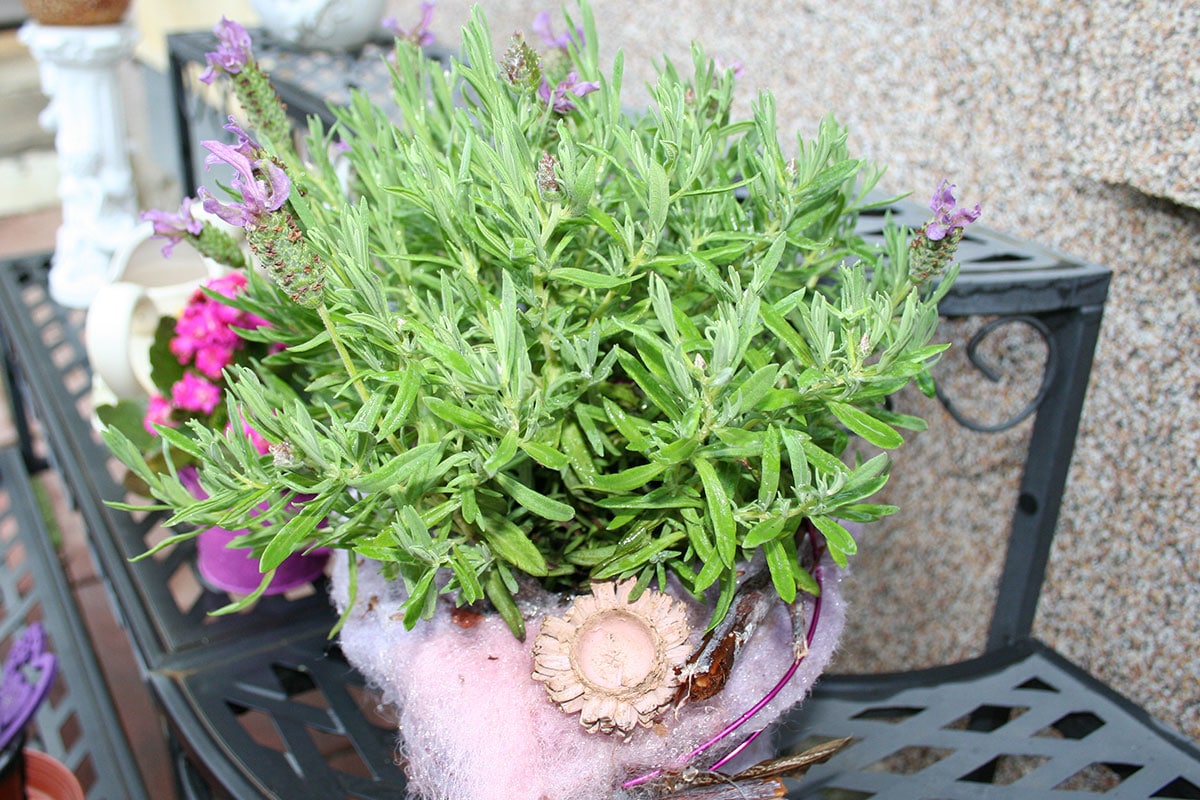 Lavendel (Lavandula angustifolia)