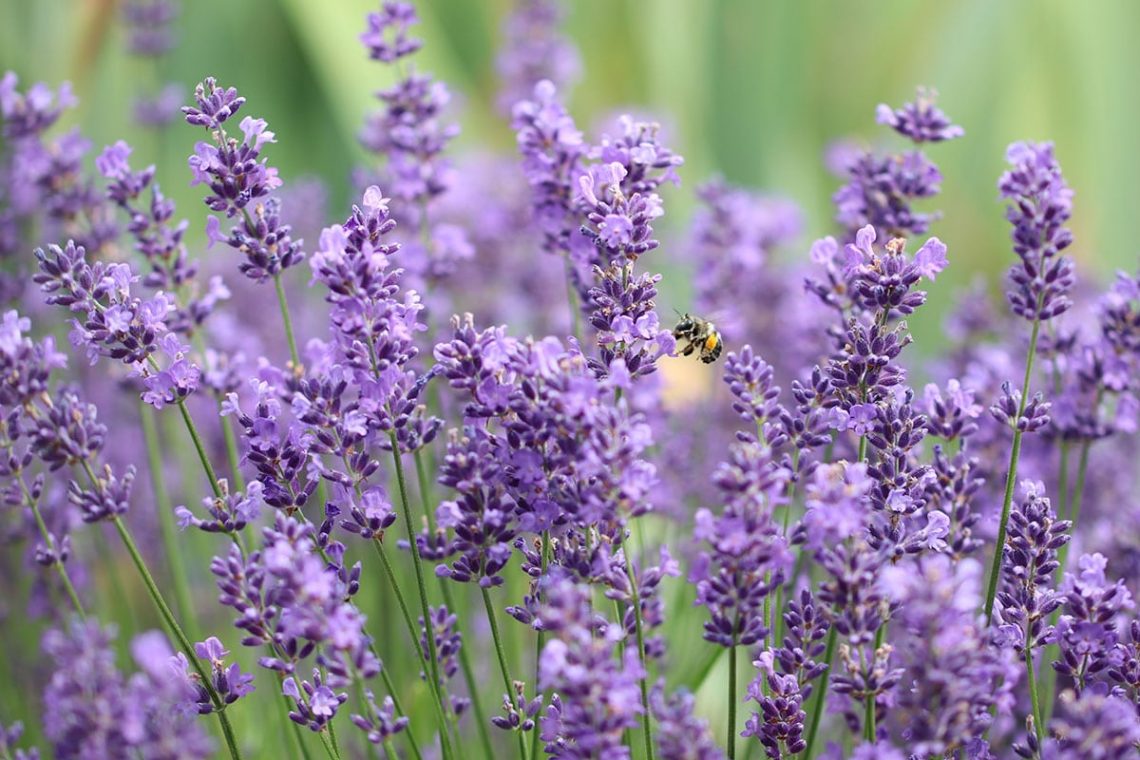 Lavendel (Lavandula angustifolia)