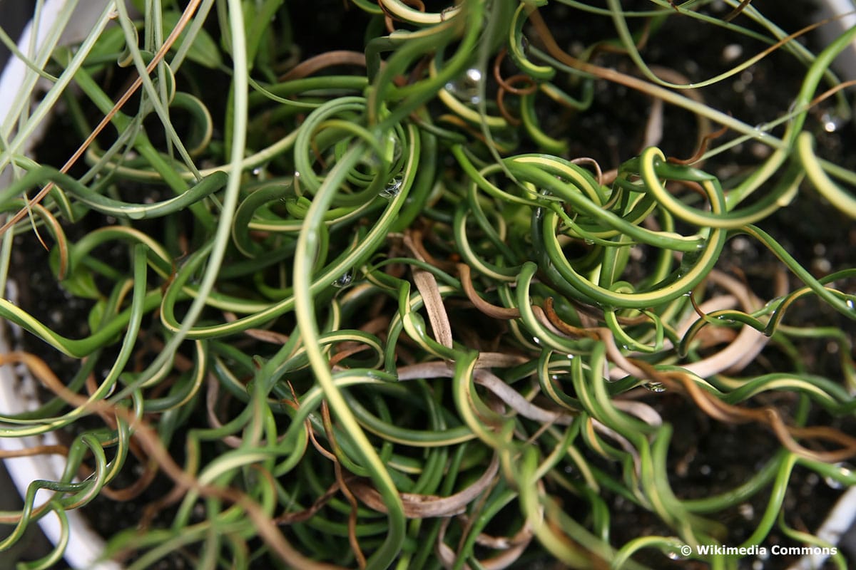 Liebeslocken (Juncus effusus 'Spiralis')