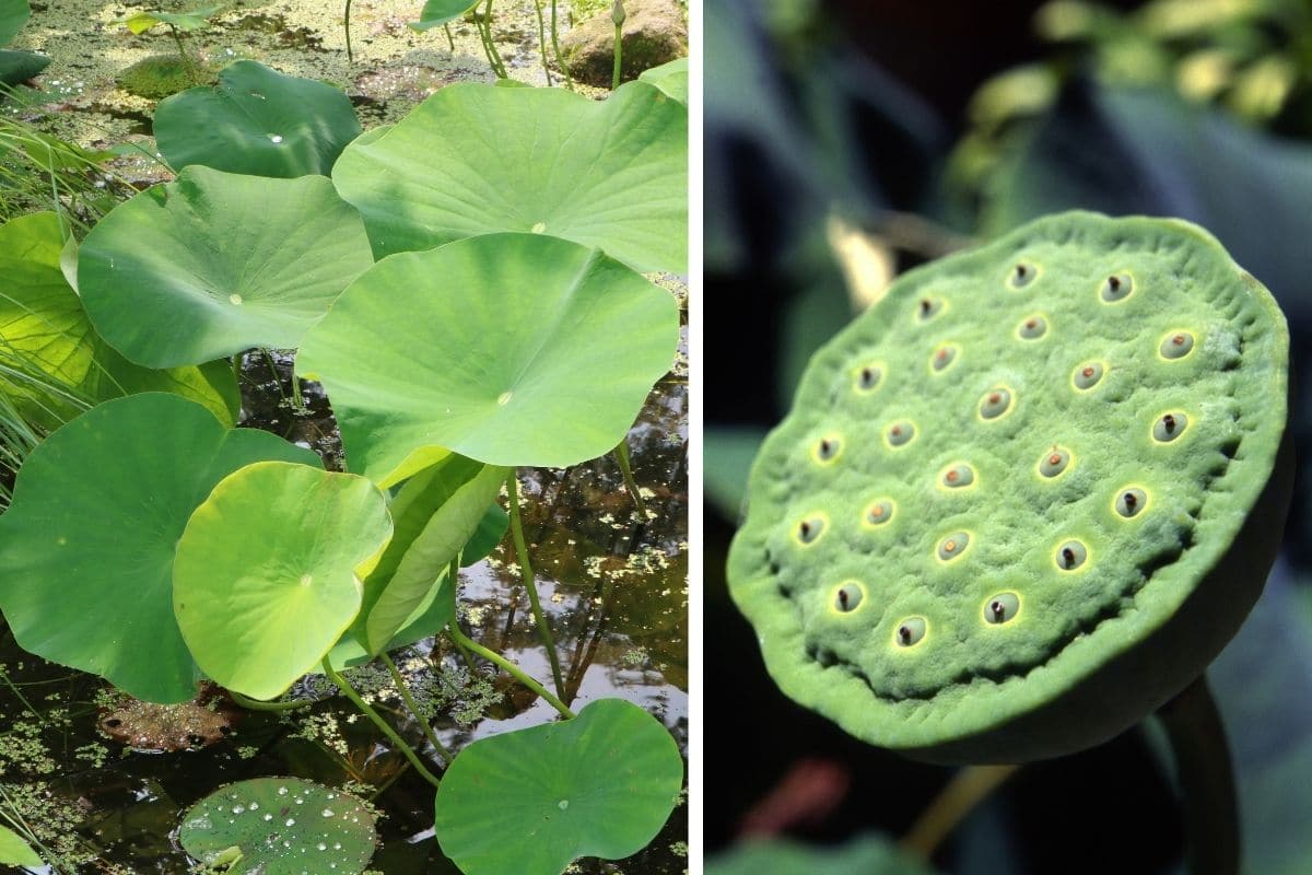 Lotuswurzel (Nelumbo)