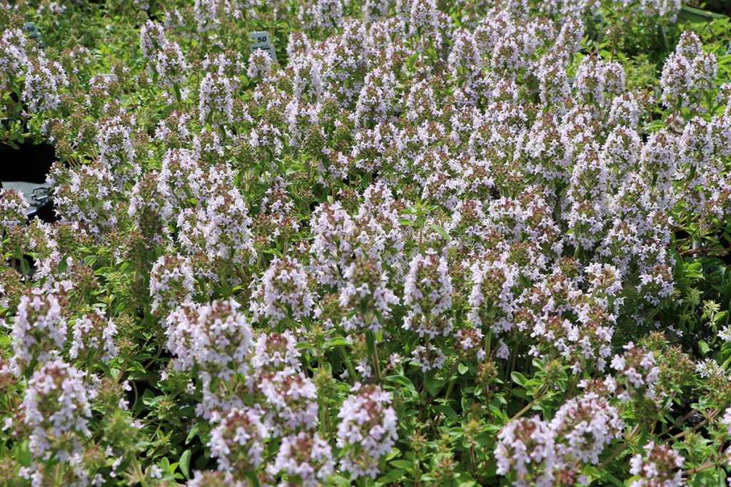 Gute Nachbarn für Schnittlauch - Majoran (Origanum majorana)