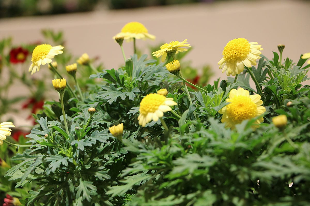 Margerite (Argyranthemum frutescens)