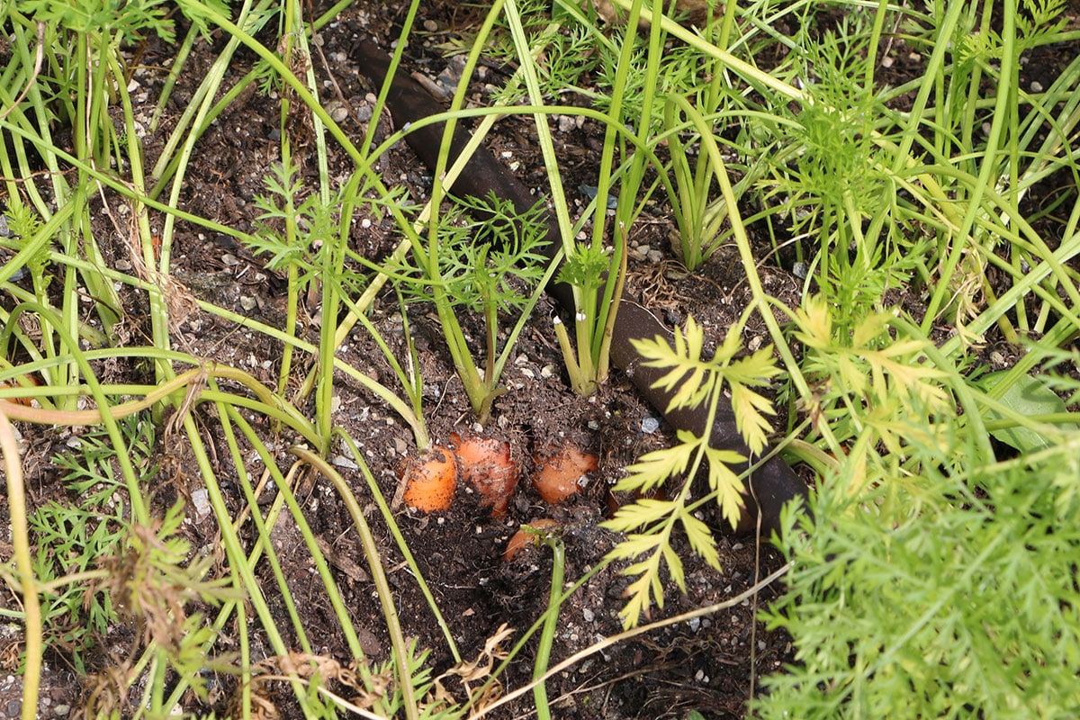 Karotten (Daucus carota subsp. sativus)