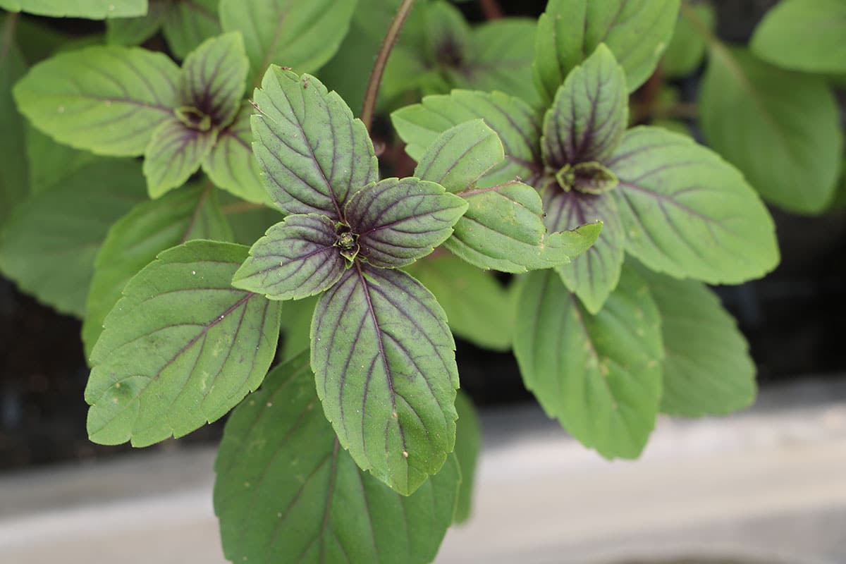 Ocimum basilicum, Strauchbasilikum