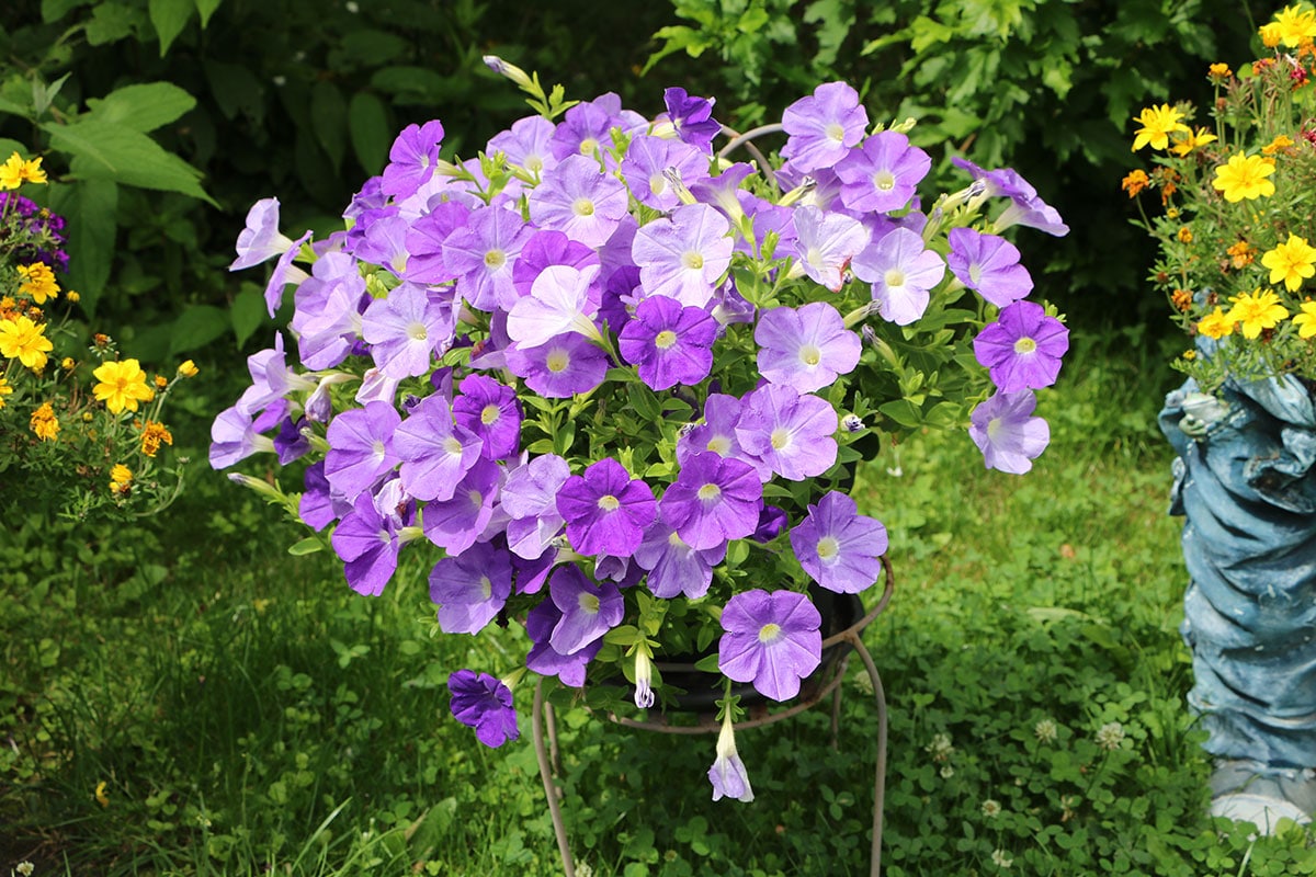 Petunien (Petunia)