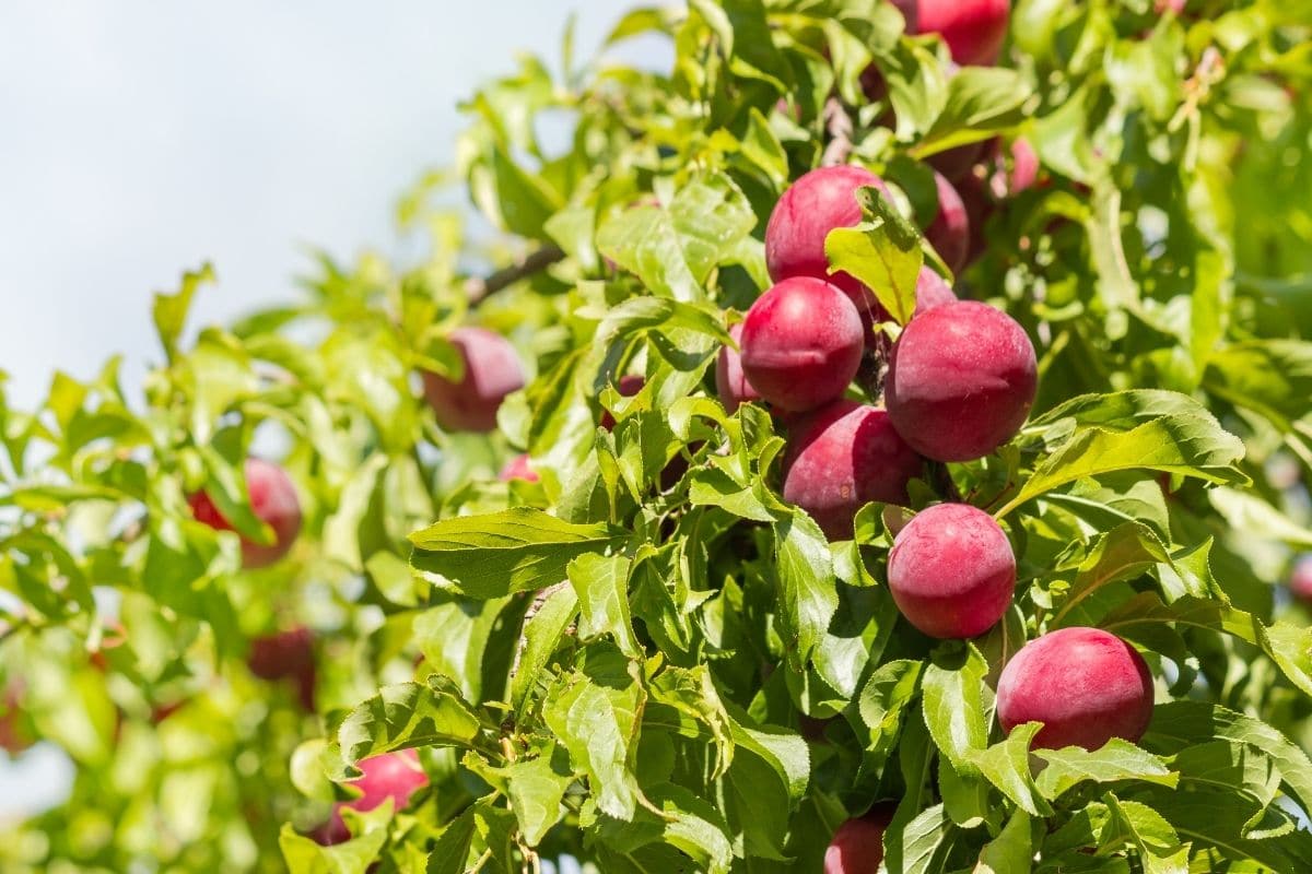 Pflaumenbaum in der prallen Sonne