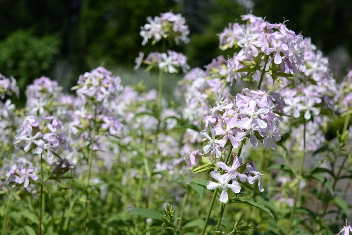 Polsterphlox (Phlox divaricata)