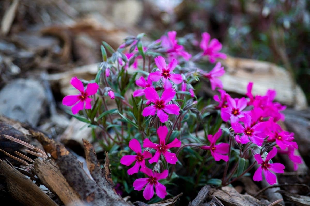 Polsterphlox (Phlox douglasii)