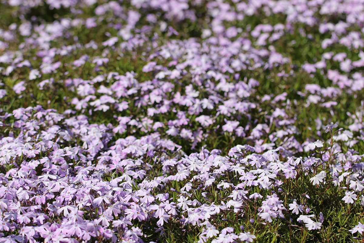 Polsterphlox (Phlox subulata)