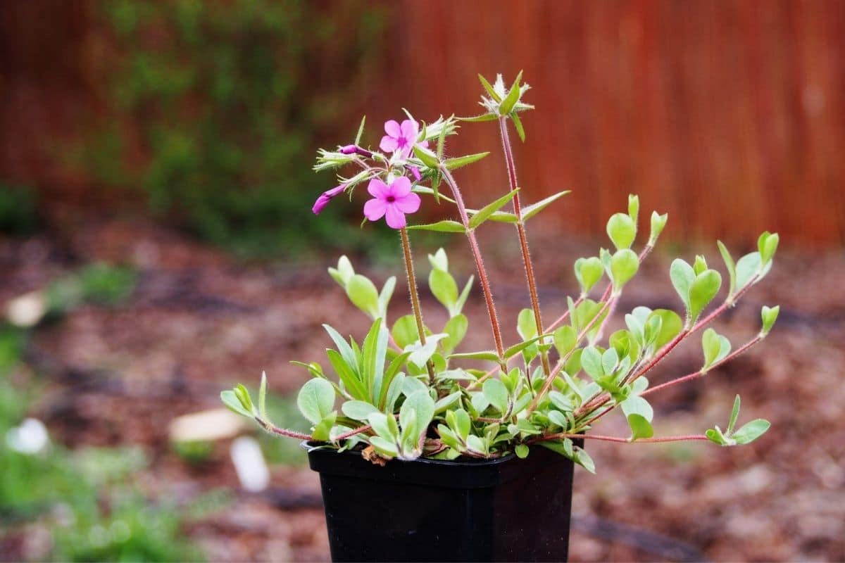 Polsterphlox (Phlox stolonifera)