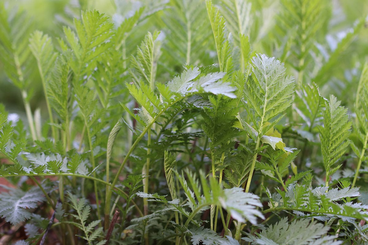 Rainfarn (Tanacatum vulgare)