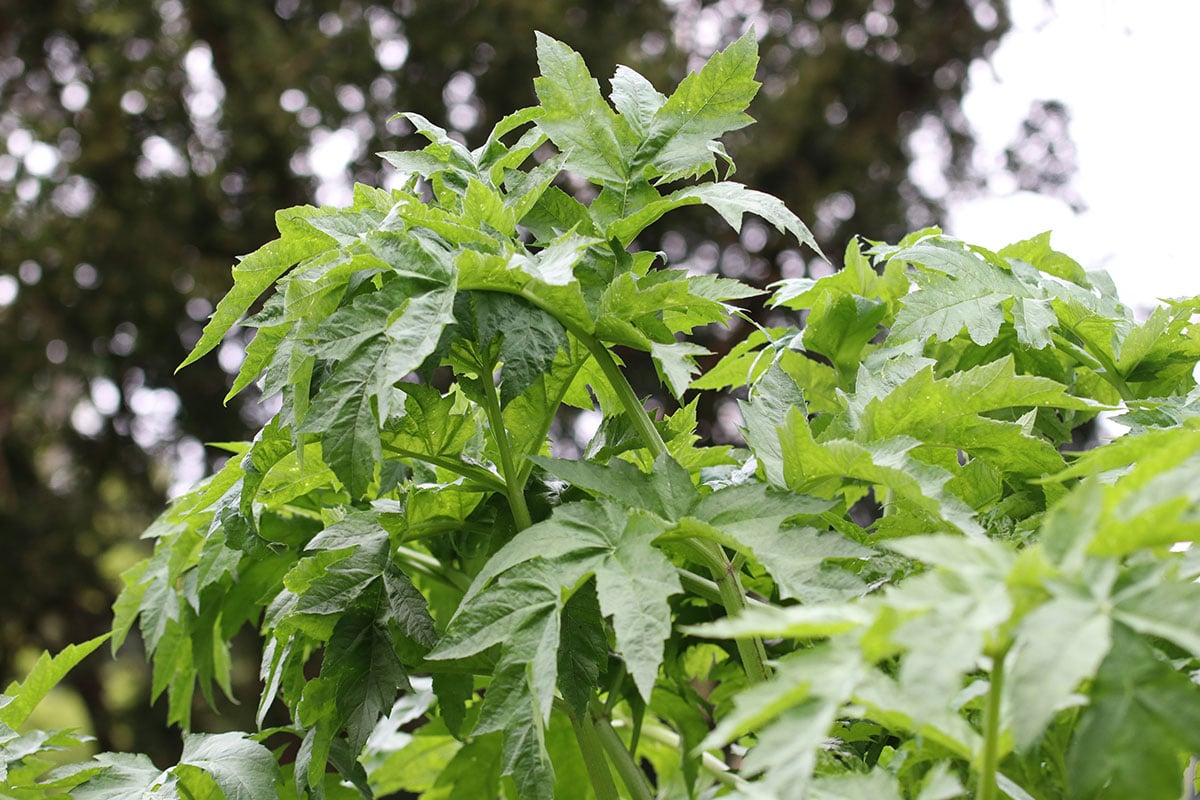 Riesen-Bärenklau (Heracleum mantegazzianum)