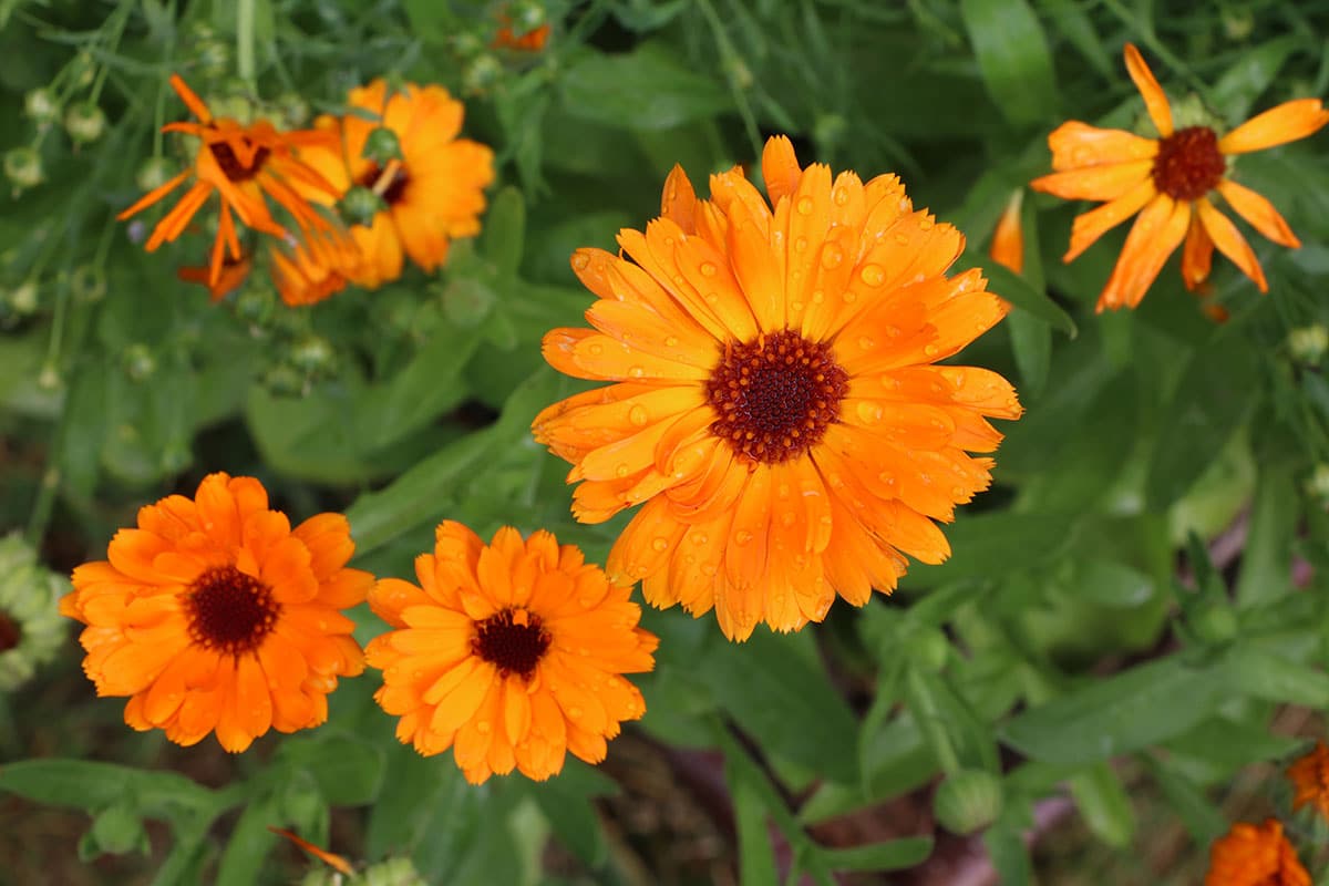 Ringelblume (Calendula officinalis)