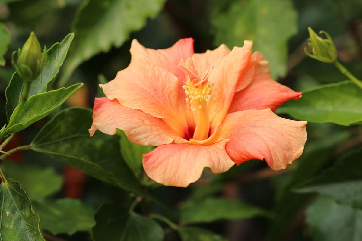 Roseneibisch (Hibiscus rosa-sinensis)