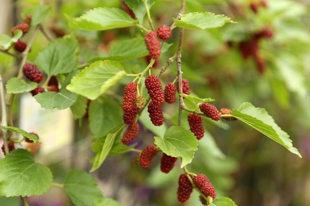 Rote Maulbeere (Morus rubra)