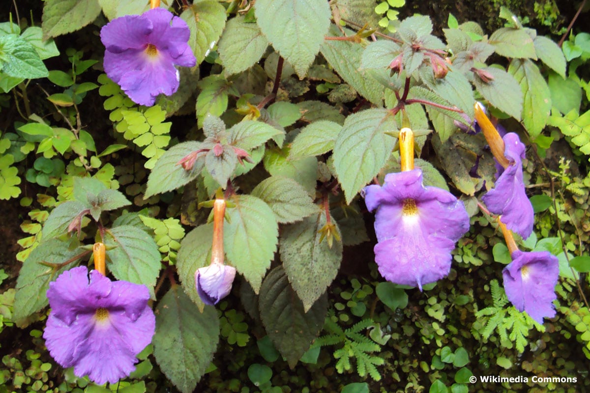 Schiefteller (Achimenes longiflora)