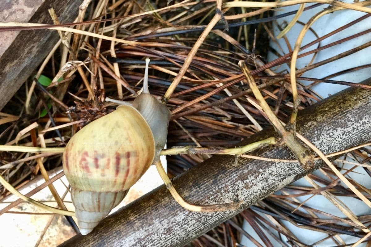 Schnecken-Verstecke entfernen