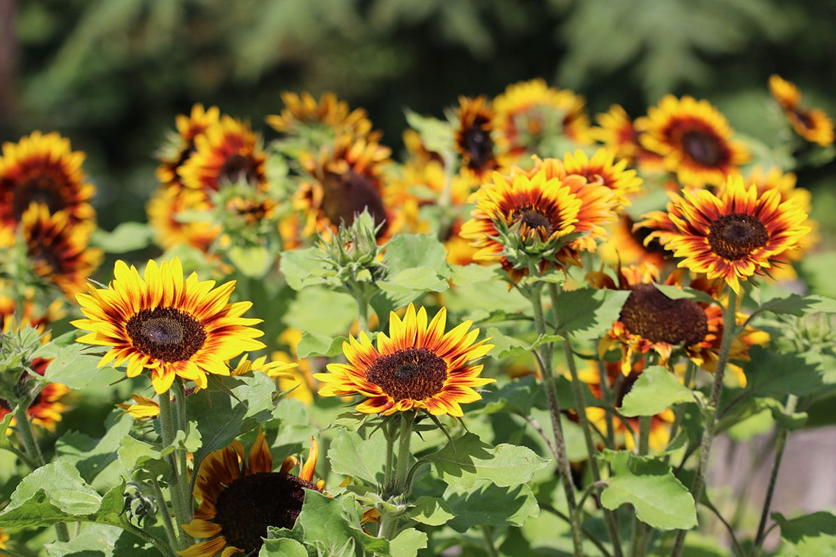 Sonnenblume (Helianthus annuus)