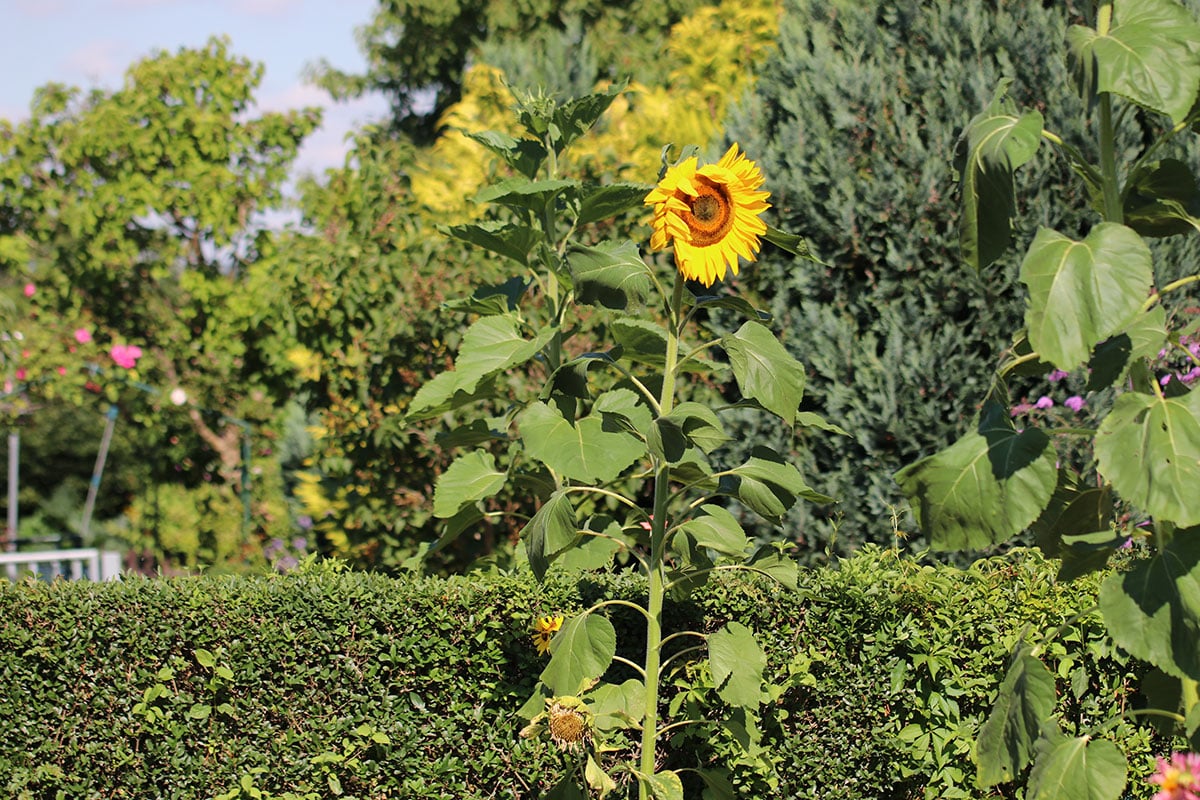 Sonnenblume (Helianthus annuus)