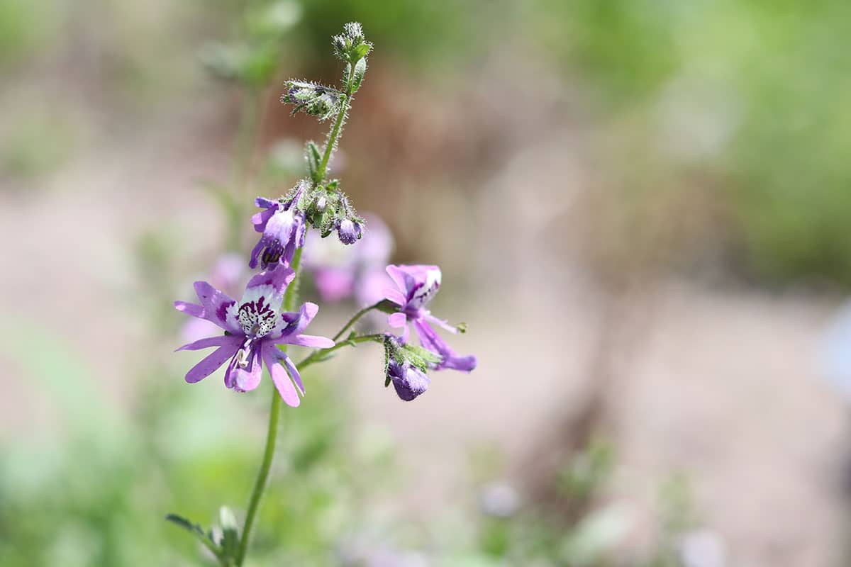 Pflanze für Blumenampel: Spaltblume (Schizanthus)