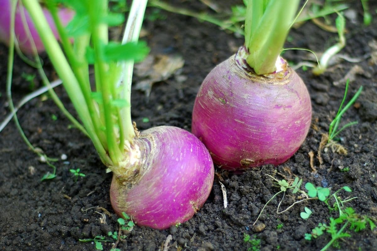 Speiserübe (Brassica rapa subsp. rapa)