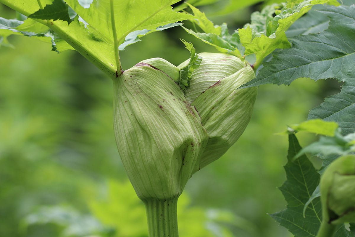 Riesen-Bärenklau (Heracleum mantegazzianum)