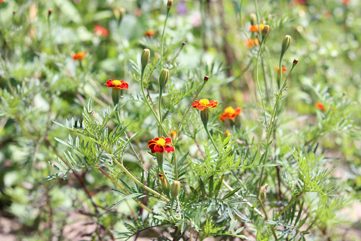 Studentenblumen (Tagetes)