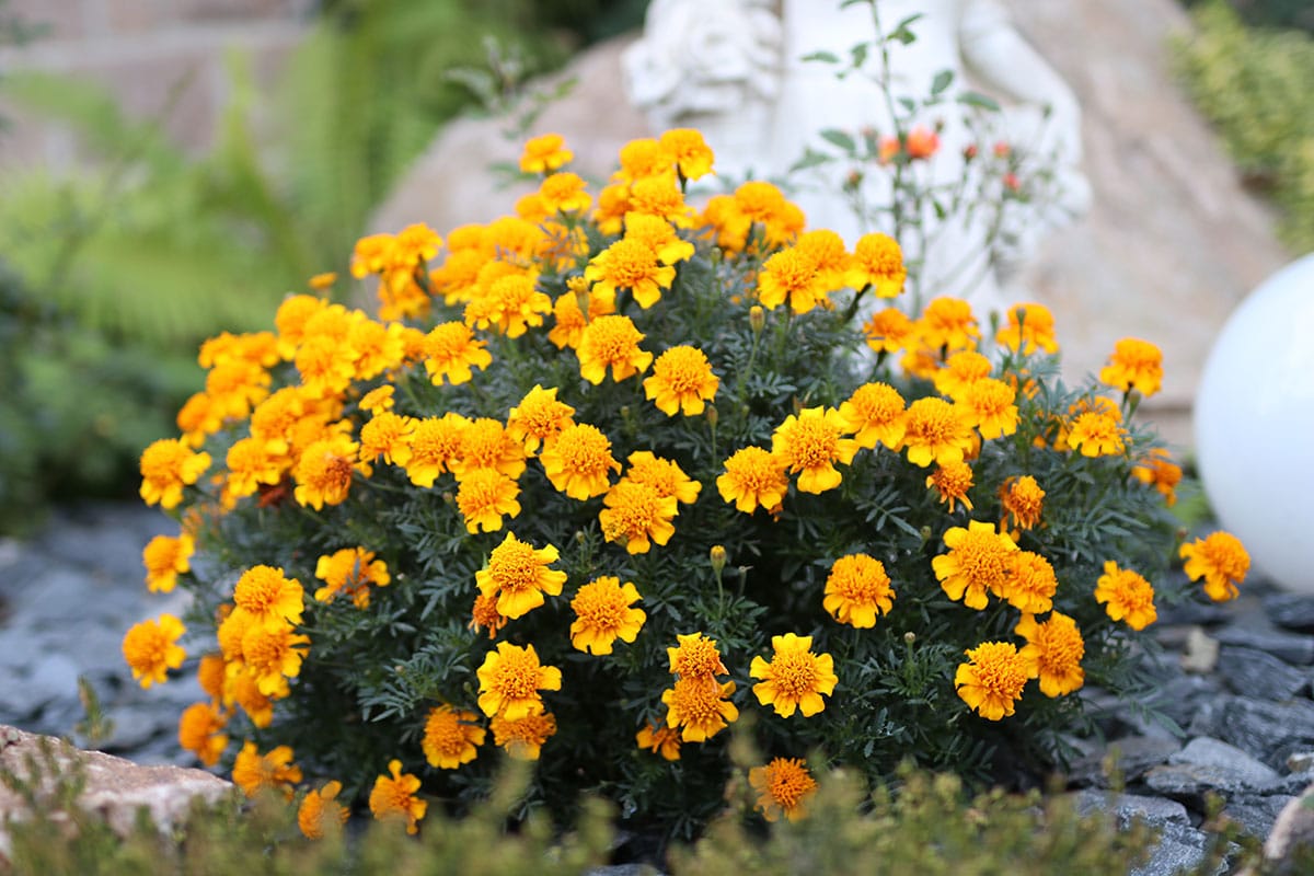 Studentenblumen (Tagetes)