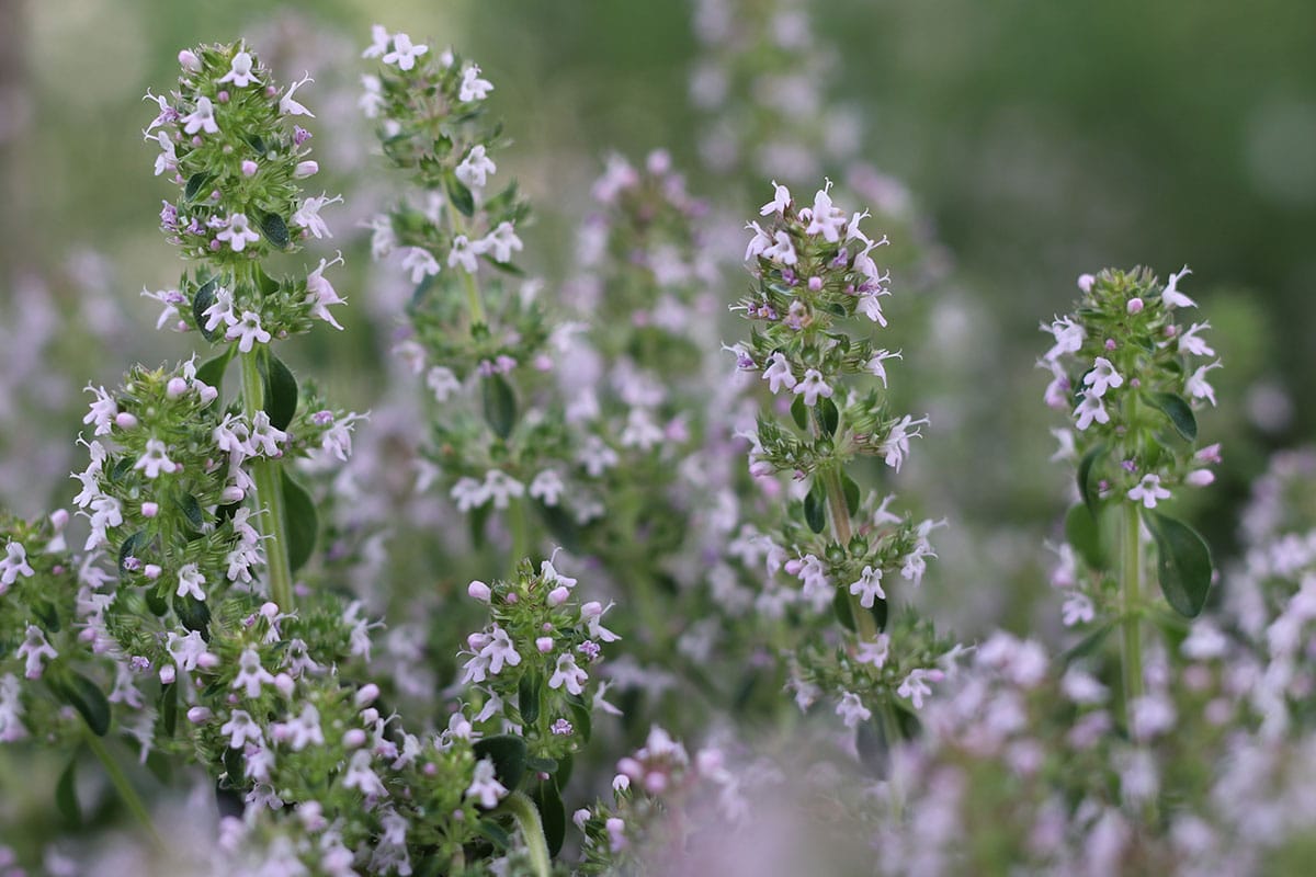 Thymus pulegioides, Breitblättriger Thymian