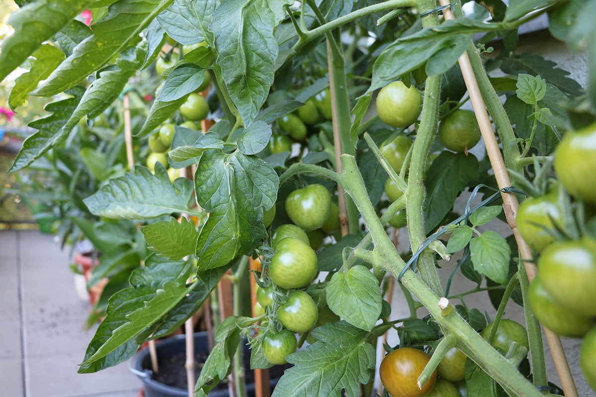 Nachbarn von Zwiebeln: Tomaten (Solanum lycopersicum)