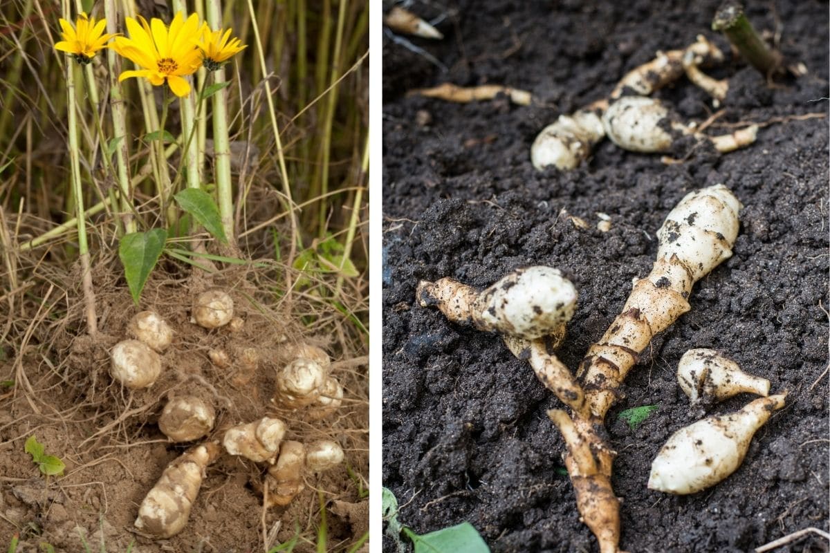 Heimisches Knollengemüse: Topinambur (Helianthus tuberosus) Knollen