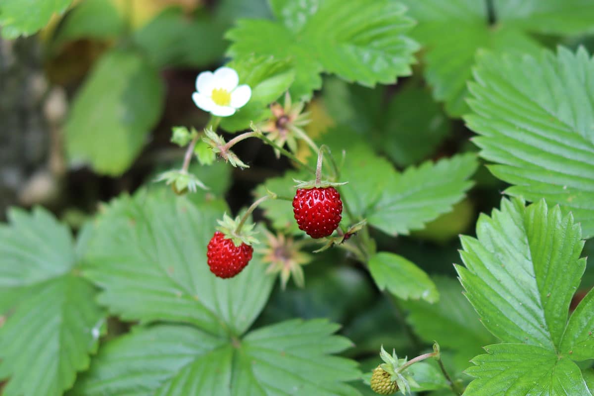 Walderdbeere (Fragaria vesca)