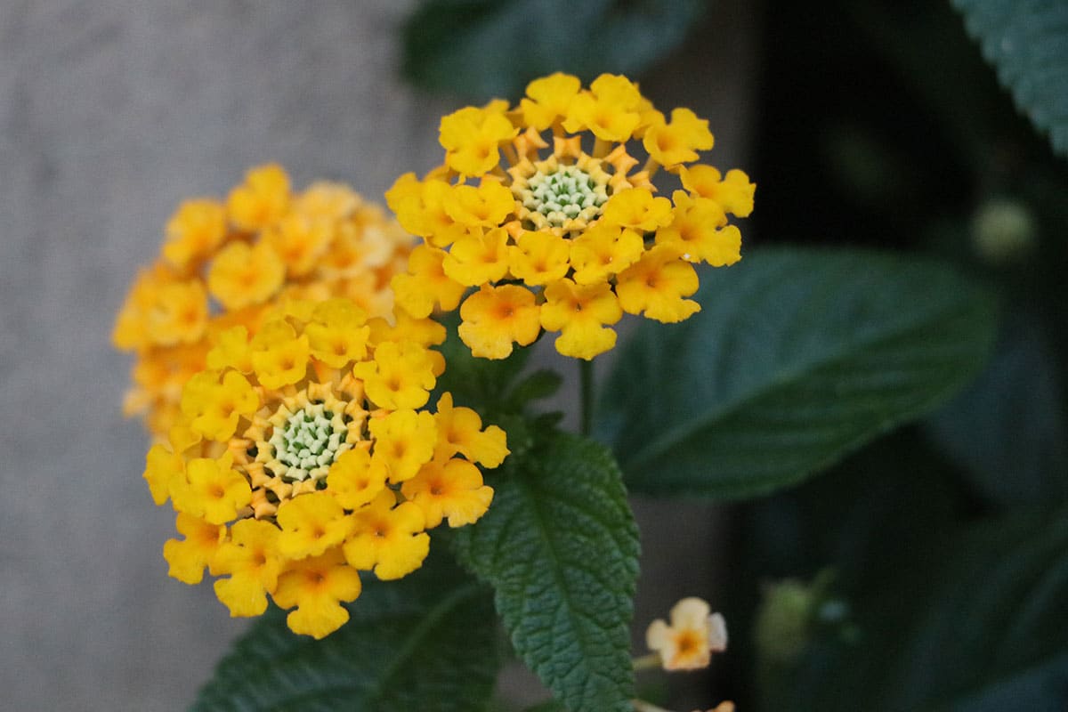 Wandelröschen (Lantana)