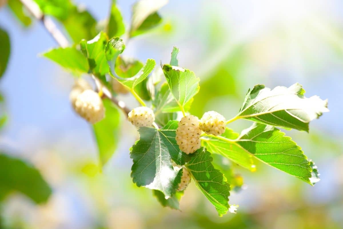 Weiße Maulbeere (Morus alba)