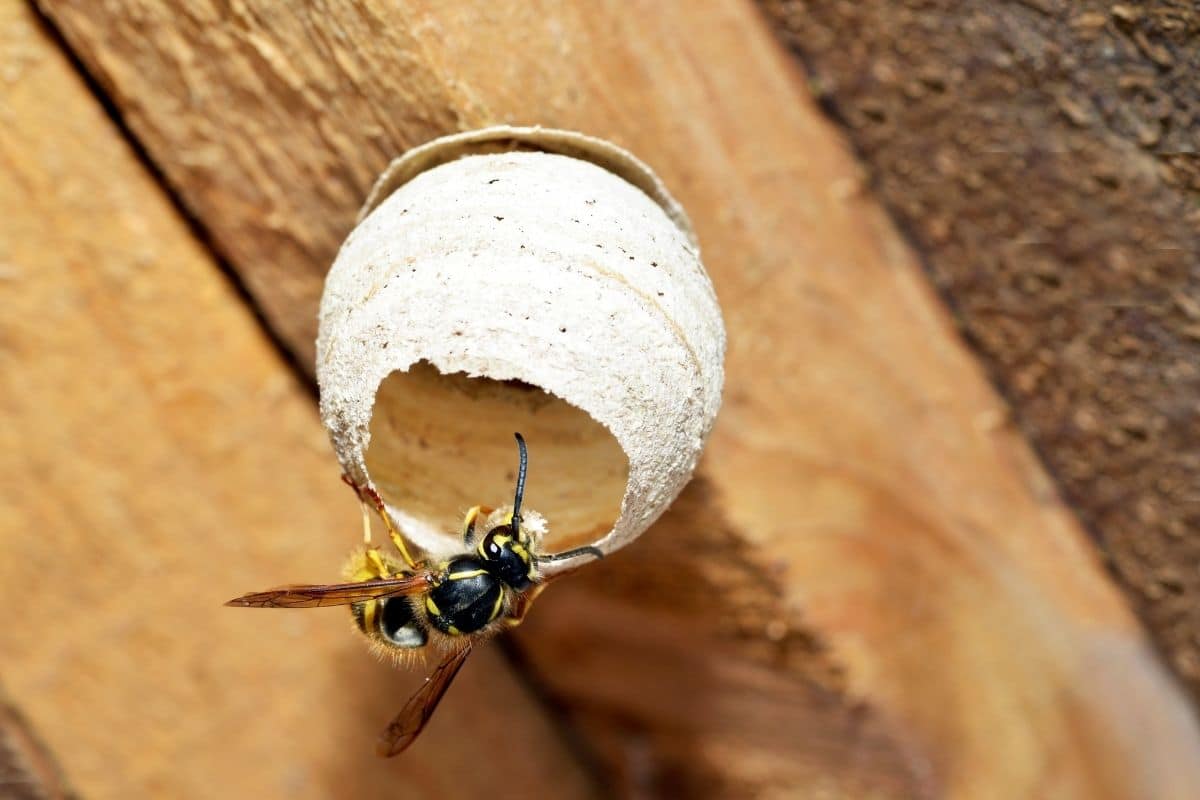 Wespenkönigin beim Nestbau