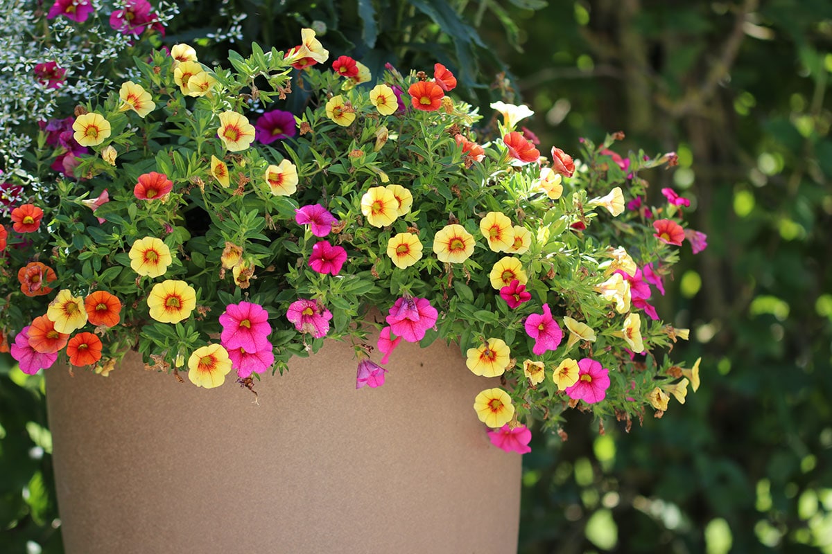 Pflanze für Blumenampel: Zauberglöckchen (Calibrachoa hybrida)