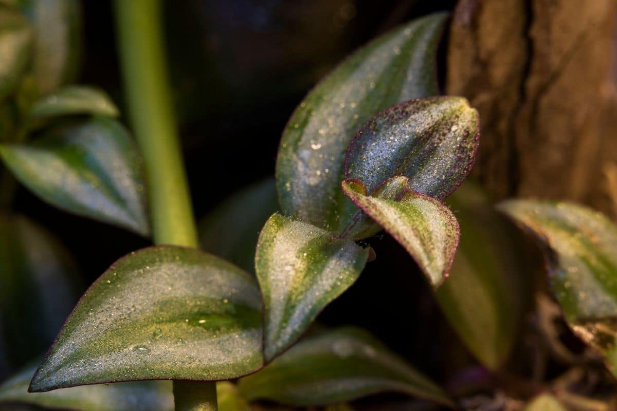 Pflanze für Blumenampel: Zebrakraut (Tradescantia zebrina)