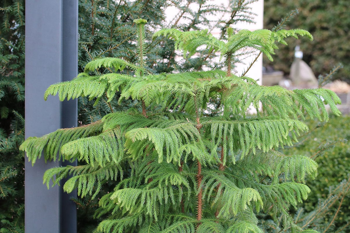 Zimmertanne (Araucaria heterophylla)