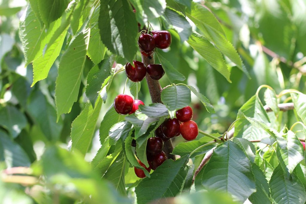 Zwergkirsche 'Kordia' (Prunus avium 'Kordia')