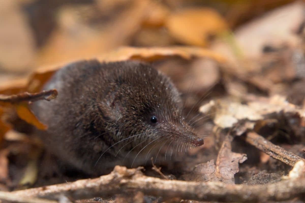 Zwergspitzmaus (Sorex minutus)