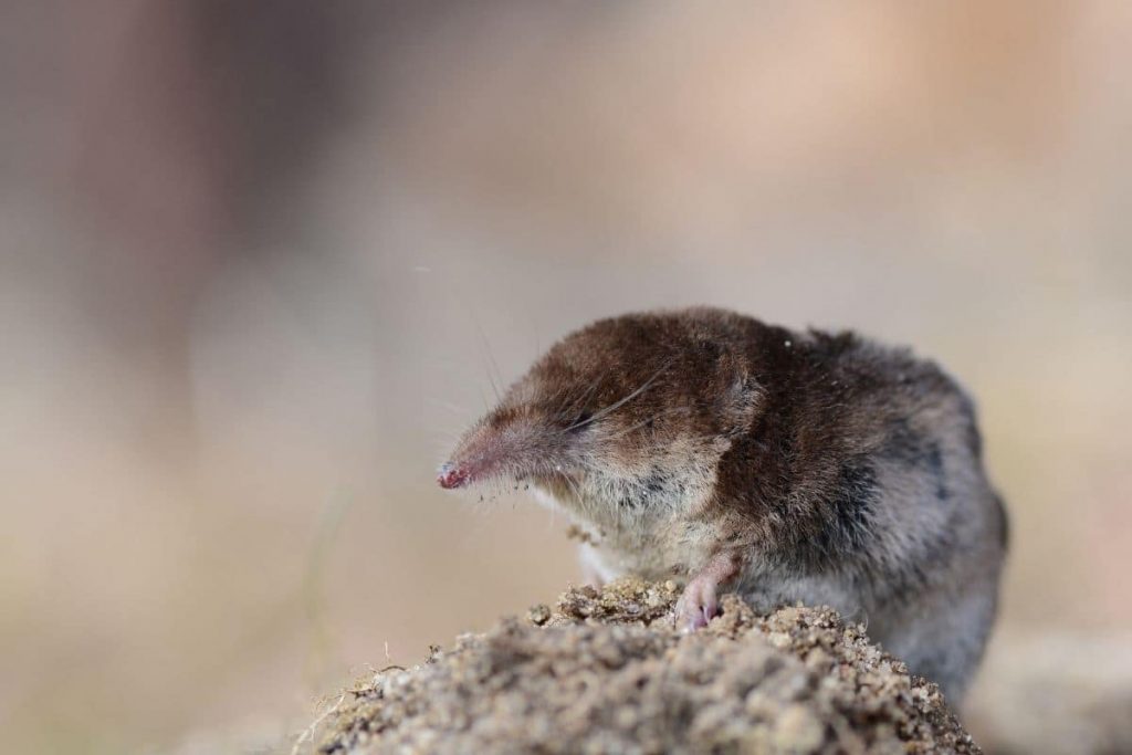 Giftige Spitzmaus: Zwergspitzmaus (Sorex minutus)