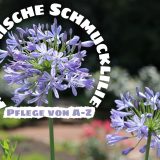 Afrikanische Schmucklilie (Agapanthus africanus)