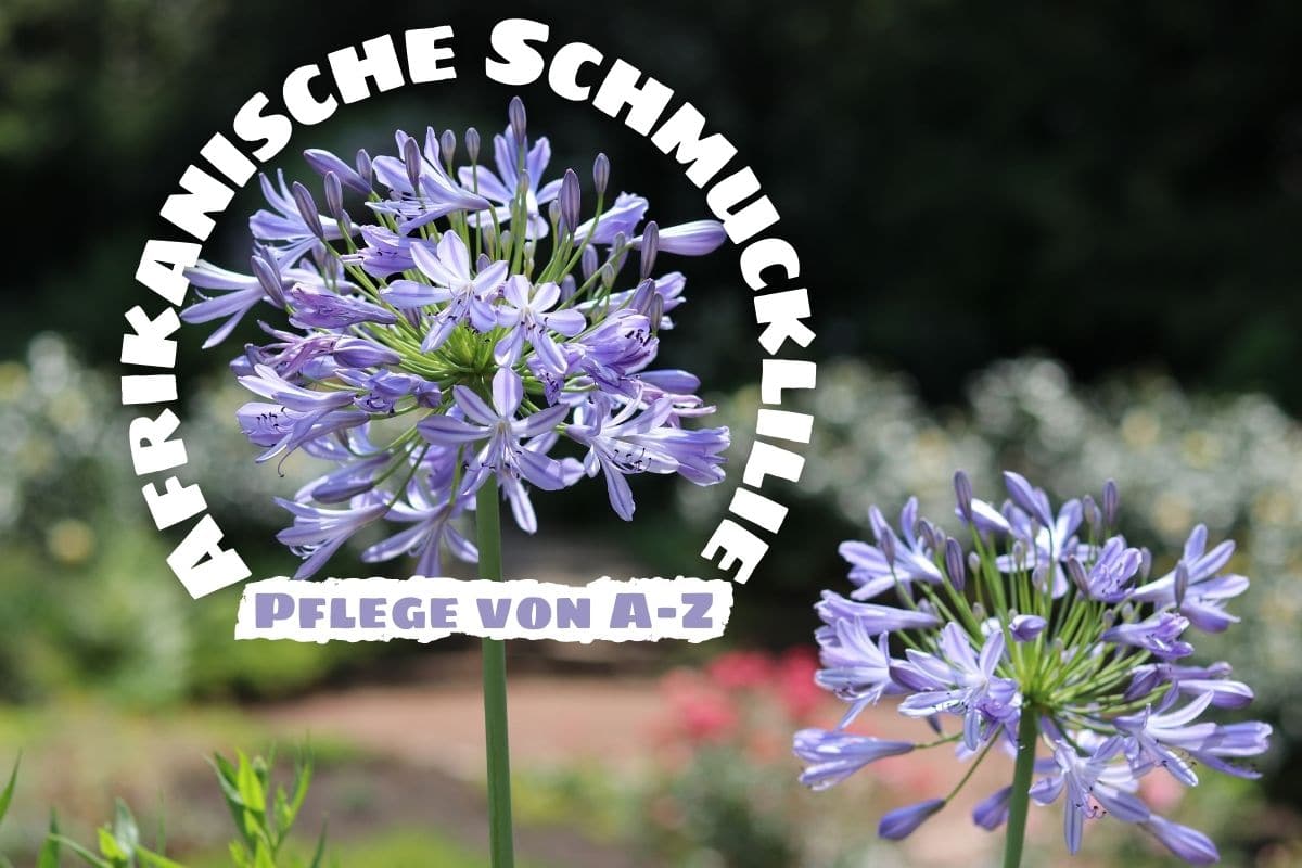 Afrikanische Schmucklilie (Agapanthus africanus)