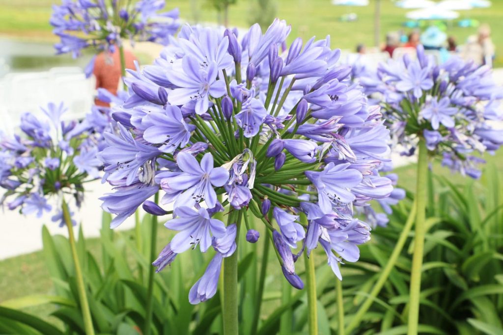 Afrikanische Schmucklilie (Agapanthus africanus)